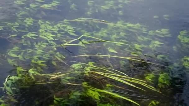 pohybující se vodní rostliny - Záběry, video