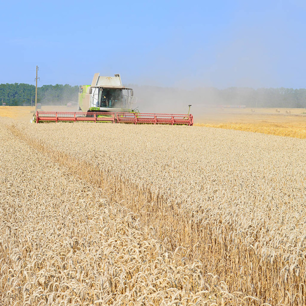 unire la mietitrebbia lavorando su un campo di grano - Foto, immagini