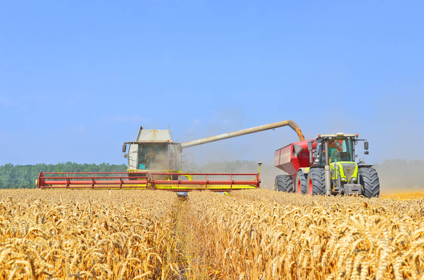 Tahıl hasat traktör römork tahıl tankına aşırı yükleme. - Fotoğraf, Görsel