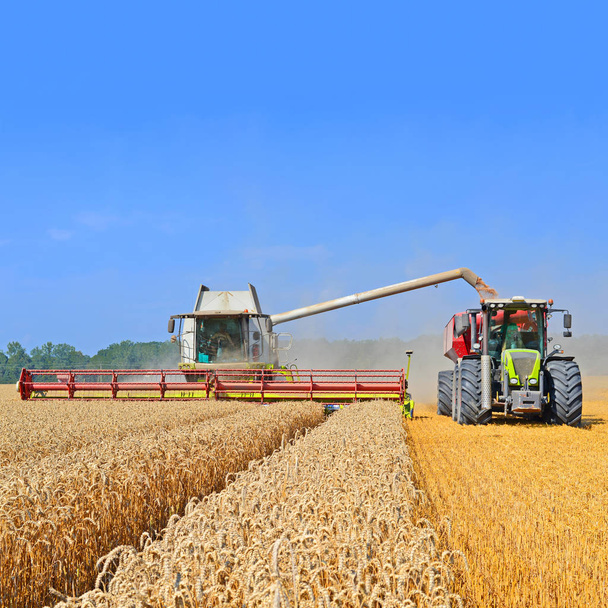 Getreidevollernter überladen in den Getreidetank des Traktoranhängers. - Foto, Bild