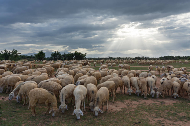 sheeps of lammeren live in de boerderij op droge grond, afbeeldingengebruik voor drukwerk, reclame, ontwerp en meer - Foto, afbeelding