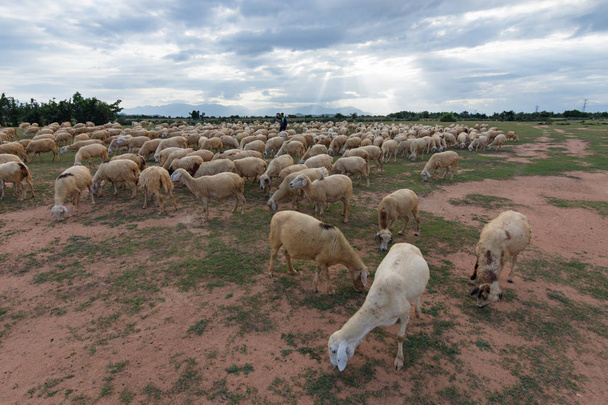 pecore o agnelli vivono nella fattoria a terra asciutta, uso dell'immagine per la stampa, la pubblicità, il design e altro ancora
 - Foto, immagini
