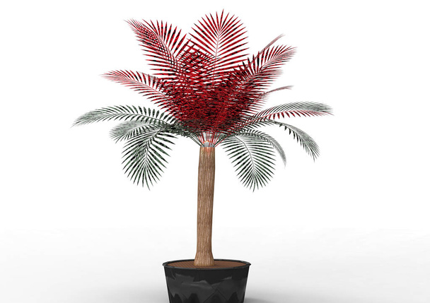 palm tree on white background - Photo, Image