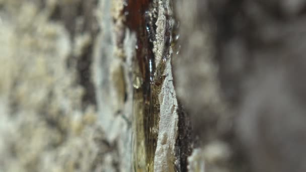 SAP hars grenen boom vormen Amber - val voor kleine insecten - Video
