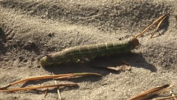 Hustá zelená housenka procházení přes písek. Vyhrabání doupě pro chov larvy hmyzu larva motýla úzké - Záběry, video