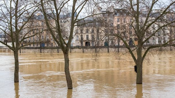     Paryż, brzegu Sekwany w powodzi, drzewa pod wodą  - Zdjęcie, obraz