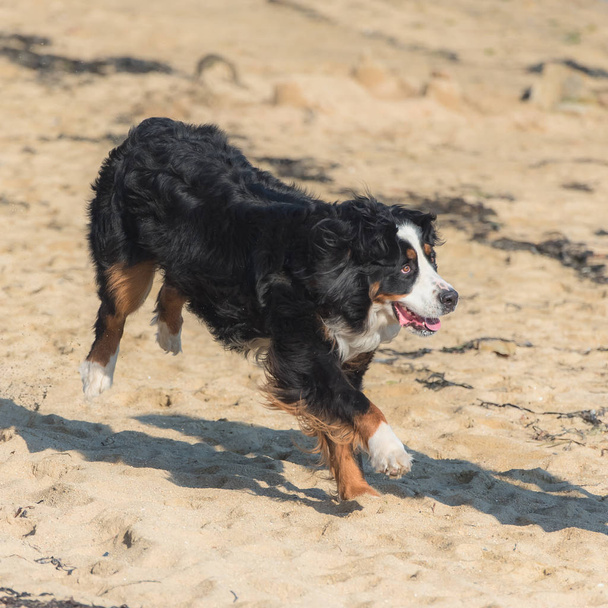 Бернская горная собака, черная, коричневая и белая собака бегает по пляжу
 - Фото, изображение