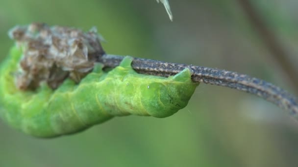 Vastag zöld caterpillar mászik végig egy vadon élő erdőn fióktelep, zöld háttér. Rovar makró - pillangó lárva - Felvétel, videó