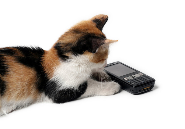 Cat, small kitten with mobile phone - Photo, Image