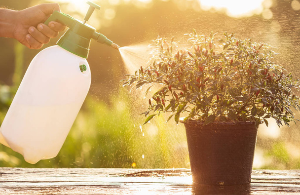 Hand holding watering can and spraying to young plant in garden at morning time - Foto, Imagen
