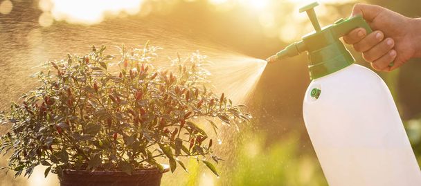 Hand holding watering can and spraying to young plant in garden at morning time - Zdjęcie, obraz