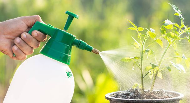 Hand holding watering can and spraying to young tomato plant in garden at morning time - Φωτογραφία, εικόνα
