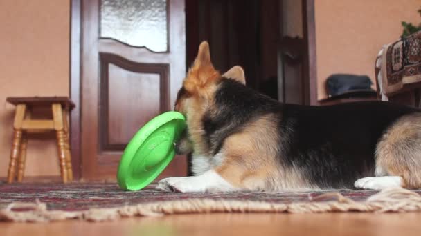 Zábavný a hravý pes hraje s frisbee. - Záběry, video