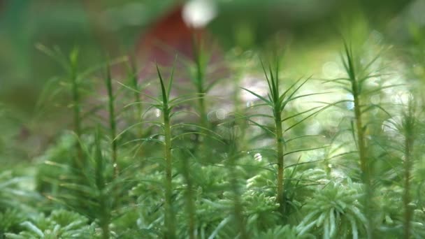 Mosses are small flowerless plants that typically grow in dense green clumps or mats, often in damp or shady locations. Fantastic view individual in vascular plants - Séquence, vidéo