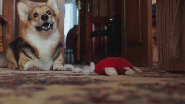 Verspielt verschmitzter Hund zerreißt das Spielzeugherz. - Filmmaterial, Video