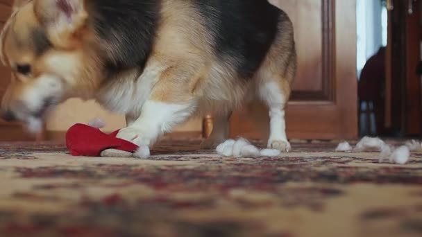 Játékos pajkos kutya könny a játék szív. - Felvétel, videó