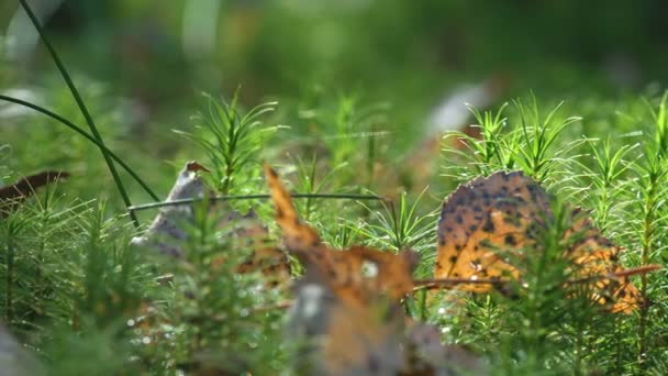 コケは、通常濃い緑の群生やマット、頻繁に湿気があるまたは日陰の場所で育つ小さなの咲かない植物です。維管束植物個々 の素晴らしい景色 - 映像、動画