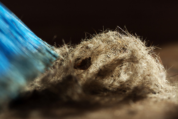 塵およびイヌ由来の毛皮のボールによって囲まれる青いほうき - 写真・画像