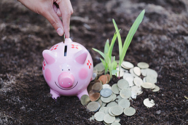 Hand depositing coin into piggy bank, Money growth in soil . While seedlings are growing on pile of coins, Concept finance investment. - Photo, Image