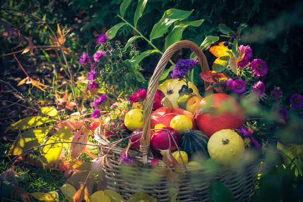 Autumn harvest: a basket filled with fruit in the garden - Photo, image