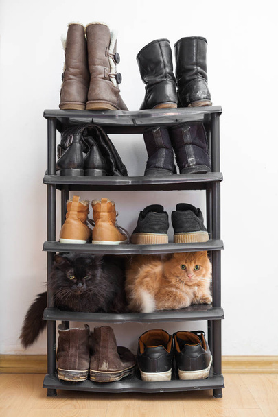 L'endroit préféré des chats : le porte-chaussures
 - Photo, image