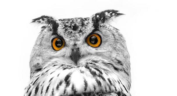 A close look of the orange eyes of a horned owl on a white background. In black and white with colored eyes. - Foto, Imagem