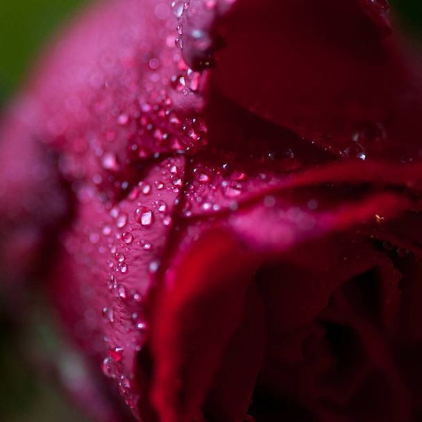 macro rose and drops - Фото, изображение
