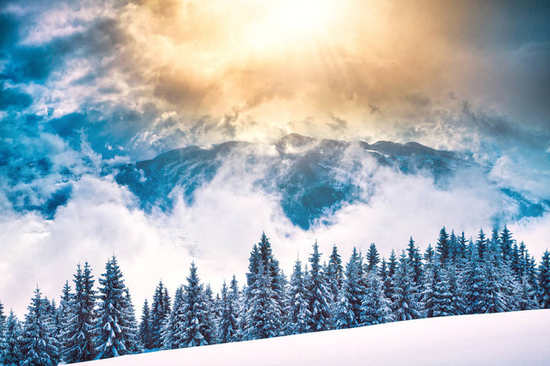 Beautiful fir tree and spruce winter landscape background - Foto, immagini