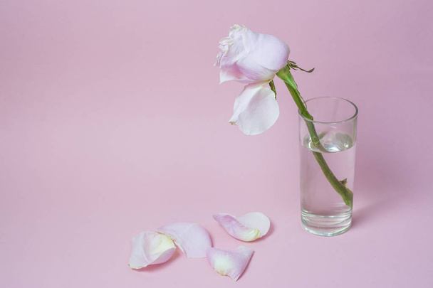 A rosa murcha em um copo com água em um fundo rosa
. - Foto, Imagem