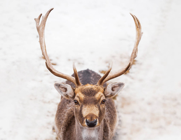 schöne männliche Hirsche im Winter - Foto, Bild