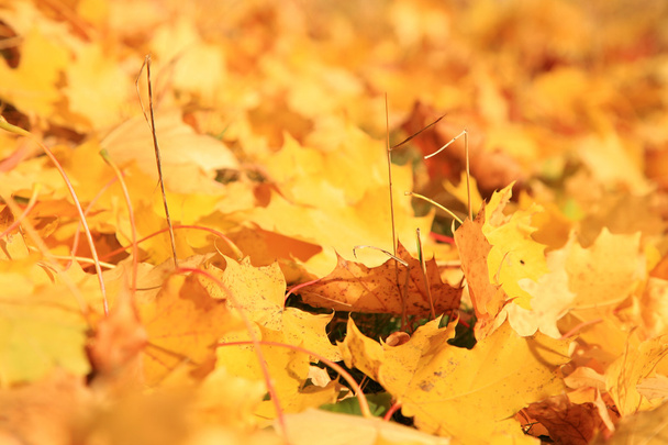 Gold autumn - Fotografie, Obrázek