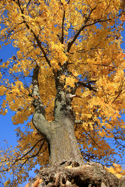 Gold autumn - Photo, Image