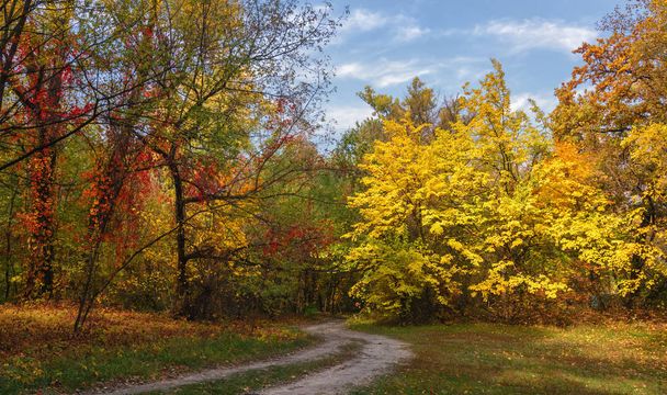 caminar por el bosque. otoño. colores de otoño. hojas de otoño. belleza. placer
. - Foto, Imagen