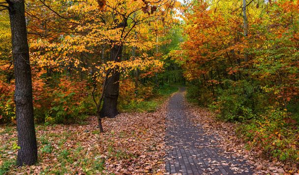 walk in the woods. autumn. autumn colors. autumn leaves. beauty. pleasure. - Foto, Imagem