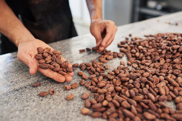 Worker selecting the best cocao beans for production while standing at a table in an artisanal chocolate making factory - Foto, Bild