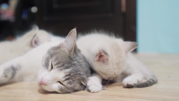 little cute kitten sleeping lifestyle next to cat mom. cat family care love friendship and understanding. cute pets funny video. little white cute kitten and adult cat pet concept - Footage, Video