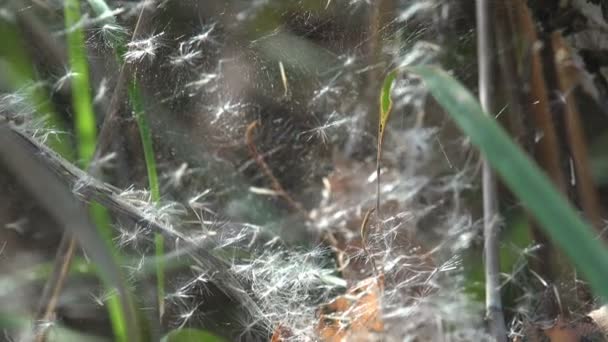 Fantastic natural chaos from dandelion seed cobwebs and grass stalks. Sun's morning rays of sun make their way through seeds and grass stems - Video, Çekim