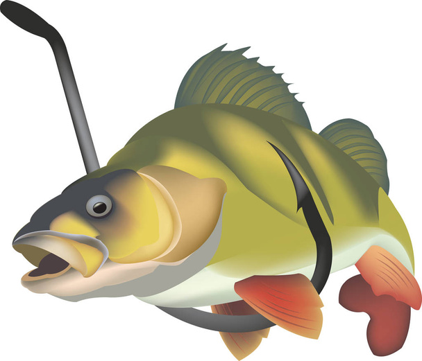 хижак риба прісноводний окунь
 - Вектор, зображення