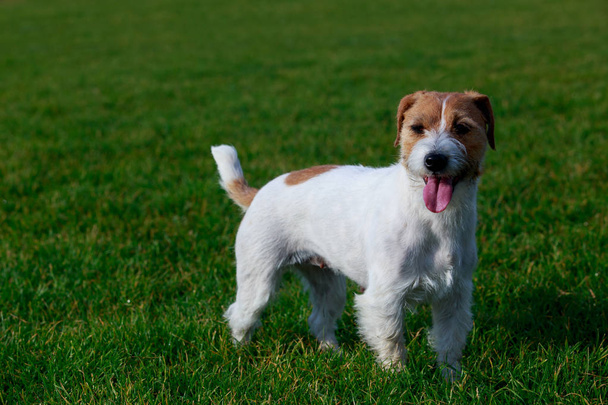 The dog breed Jack Russell terrier is standing on a green grass - Fotografie, Obrázek