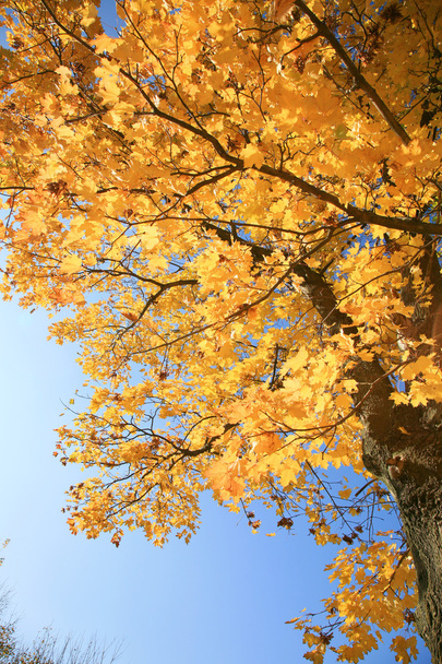 Gold autumn - Фото, изображение