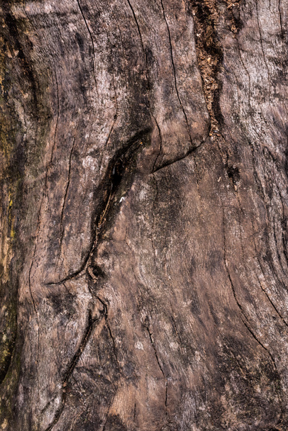 full frame image of cracked tree trunk background - Foto, Bild
