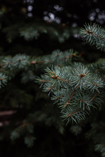 close up view of fir tree branches background - Photo, Image