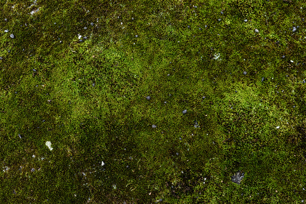 teljes méretű kép háttere zöld moha - Fotó, kép