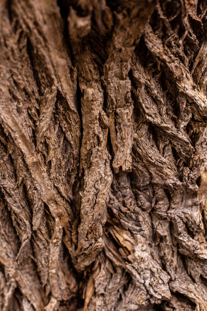 full frame image of old tree trunk background - Zdjęcie, obraz