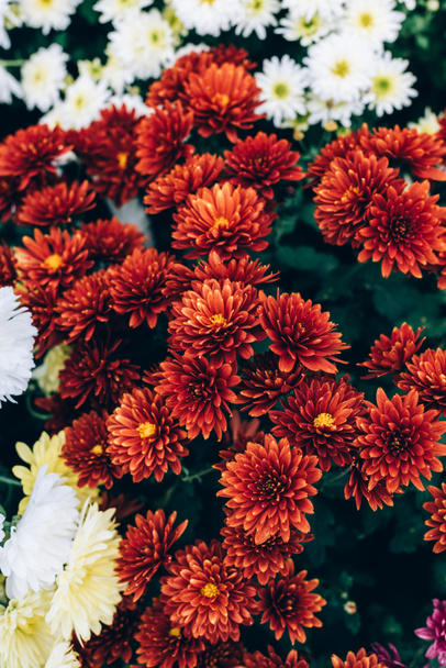 selective focus of beautiful red chrysanthemums background - 写真・画像