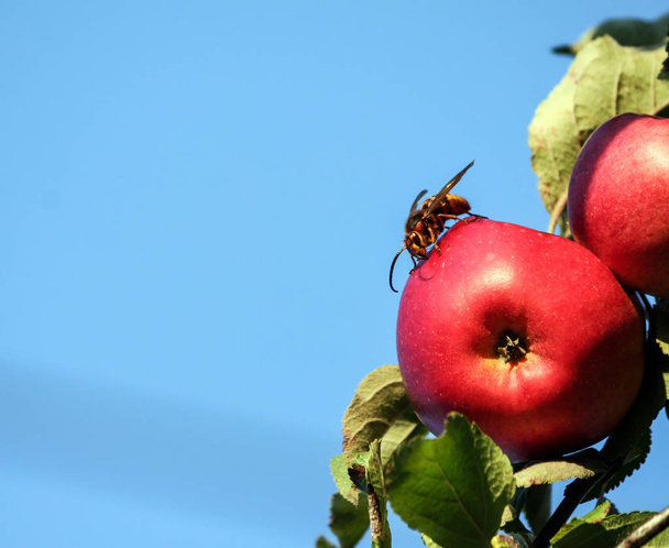 vespa sitzt eine riesige Hornisse auf einem roten Apfel, einem Ast vor blauem Himmel, beleuchtet vom Sonnenlicht, einem Insekt in vollem Wuchs, sichtbarem Kopf, grünem Laub, Hintergrund - Foto, Bild