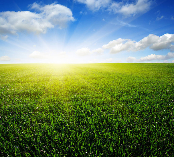 Green field,blue sky and sun.  - Фото, изображение