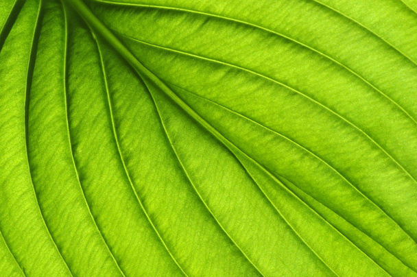 Зелений лишає фон. Текстура листя - Фото, зображення