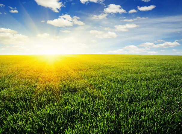 Green field,blue sky and sun.  - Photo, Image
