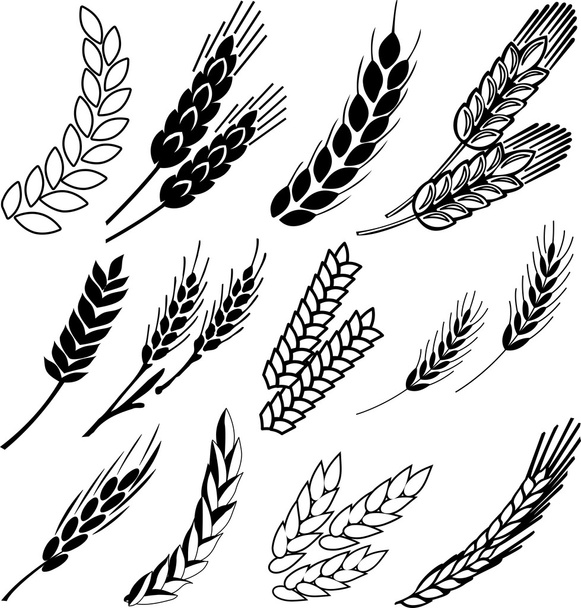Sammlung von Weizenähren - Vektor, Bild